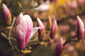 Pink magnolia blossom in spring
