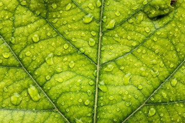 Background of green leaf with water drops