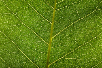 Background of green leaf