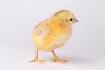 Cute yellow chicken isolated on a gray background
