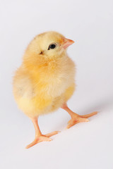Cute yellow chicken isolated on a gray background