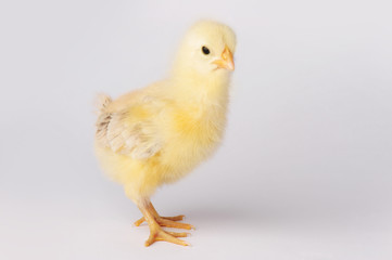 Cute yellow chicken isolated on a gray background