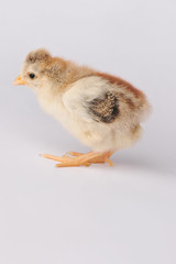 Cute chicken with a tuft. On a gray background isolated