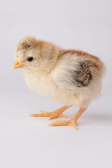 Cute chicken with a tuft. On a gray background isolated