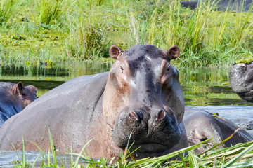 hippopotamus in murchison falls