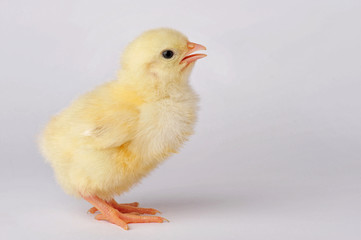 Cute yellow chicken isolated on a gray background