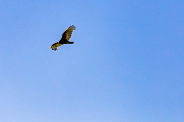 Turkey Vulture in flight in Southern California