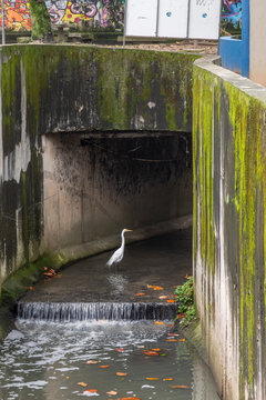 Great egret?(Ardea alba), Carioca River, Cosme Velho, Rio de Janeiro, Brazil