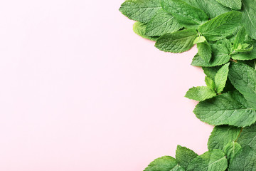 Mint leafs on white background