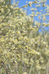 Blooming willow - closeup
