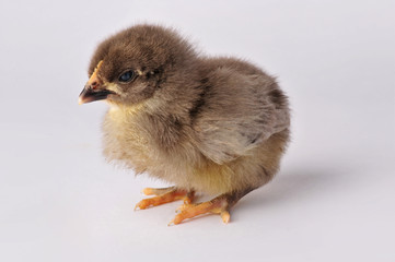 Cute brown chicken isolated on a gray background