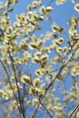 Blooming willow - closeup