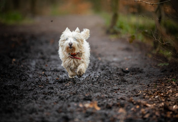 West Highland Terrier
