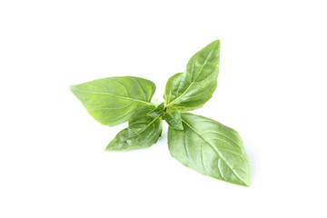 Obraz premium Green basil leafs isolated on white background