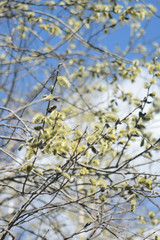 Blooming willow - closeup