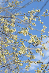 Blooming willow - closeup