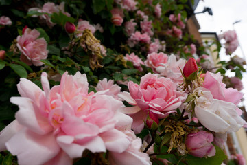 pink roses in garden