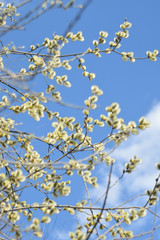 Blooming willow - closeup