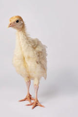 Singing chicken. Turkey on an isolated gray background