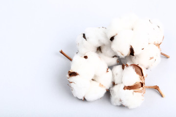 Cotton flowers on grey background