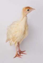 Cute turkey on an isolated gray background