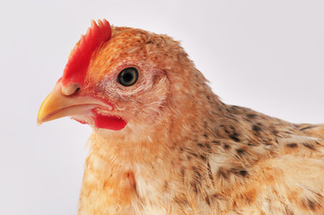 Red chicken on an isolated gray background