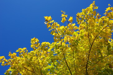 branch of tree in spring