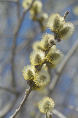 Blooming willow - closeup