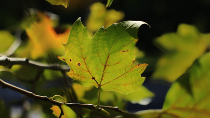 Platan Leaf 