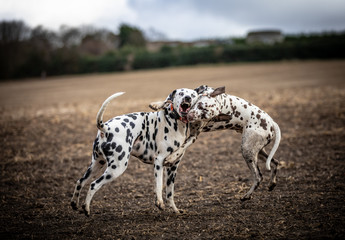 The Dalmatian