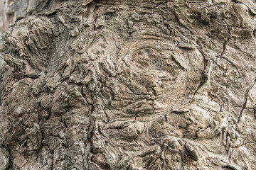 Textura de madera, árbol