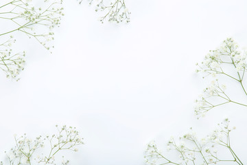 Gypsophila flowers on white background