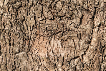 Textura de madera, árbol