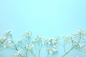 White gypsophila flowers on blue background