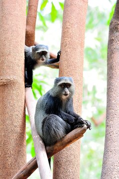 Blue monkeys (Cercopithecus mitis) on trees
