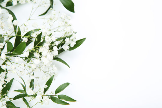 Gypsophila flowers and green leafs on white background