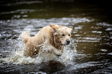 The Golden Retriever