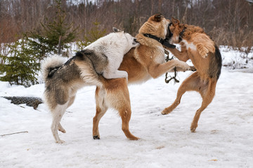 Naklejka premium big dogs playing in the snow outside the city