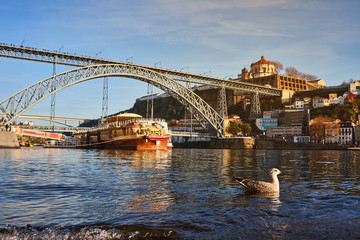 Seagull sits on the embankment of the river Douro in old Porto with background of Dom Luis bridge, Portugal