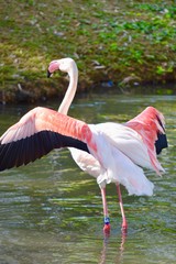 Fototapeta premium Flamingo