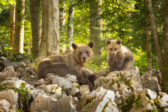 A female wild brown bears with her cub in a forest of the Notranjska region of Slovenia.