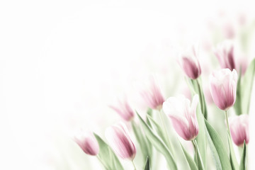 Fototapeta premium Spring Background with Tulip