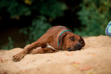 Dog breed Ridgeback