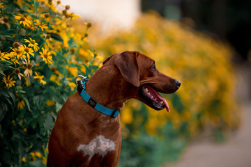 Dog breed Ridgeback