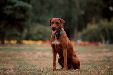 Dog breed Ridgeback