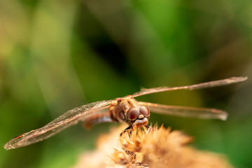 Beautiful, large dragonfly sits on a plant, against a blurred background. View from above.