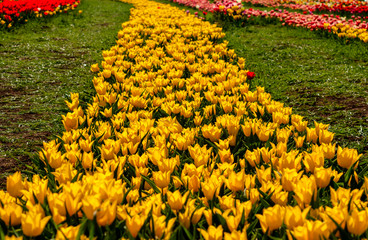 A red tulip in the midst of yellow tulips