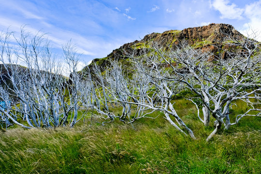 Scenery with bare trees, Torres del Paine National Park, Ultima Esperanza Province, Chile