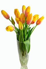 Isolated red yellow tulips on white background