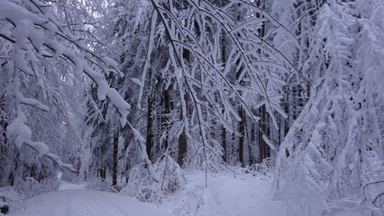 Winterwald